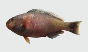 Dhofar parrotfish - Neel tota mach (নীল তোতা মাছ), Sundori tota mach (সুন্দরী তোতামাছ) - Scarus zufar - Type: Bonyfish
