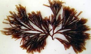 Not Known - Not Known - Scinaia furcellata - Type: Seaweeds
