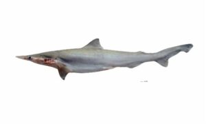 Spadenose shark, Dog Shark, Yellow Dogfish - Thutti Hangor (টুটি হাঙ্গর), Churi hangor (ছুরি হাঙ্গর), টুটি হাঙ্গর), Chhuri Kamot (ছুরি কমোট) - Scoliodon laticaudus - Type: Shark