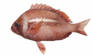 Whitecheek monocle bream - Karua koral (কারুয়া কোরাল), Sundori komla mach (সুন্দরী কমলা মাছ) - Scolopsis vosmeri - Type: Bonyfish
