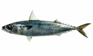 Blue mackerel - Maitta (মাইট্টা) - Scomber australasicus - Type: Bonyfish