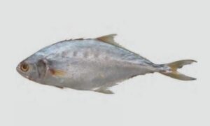 Double Spotted Queenfish, Talang Queenfish, Leatherskin - Shurma (সুরমা), Chapa koi (চাপা করি), Chapa (চাপা), Chapa maitta (চাপামাইট্টা) - Scomberoides commersonnianus - Type: Bonyfish