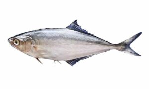 Doublespotted Queenfish, White Fish, Blacktip Leatherskin - Duifota chapa maitta (দুইফোঁটা চাপা মাইট্টা) - Scomberoides lysan - Type: Bonyfish