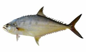 Barred Queenfish, Deep queenfish - Bom-maittya (বম মাইট্টা) - Scomberoides tala - Type: Bonyfish