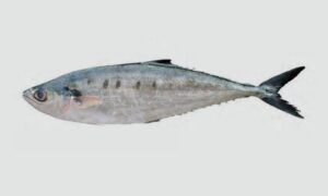 Needle-scaled Queenfish, Leather Jacket, Queen Fish - Shurma maitta (সুরমা মাইট্টা), Bom maittya (বম মাইট্টা), Choto chapa maitta (ছোট চাপামাইট্টা) - Scomberoides tol - Type: Bonyfish