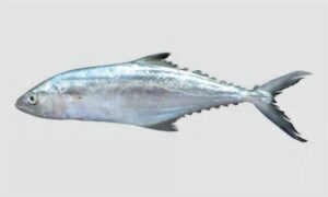 Indo-Pacific king mackerel, Spotted Spanish mackerel - Fota maittya (ফোঁটা মাইট্টা), Maitta (মাইট্টা), Bijaram (বিজারাম), Matia (মাটিয়া), Seir (সেইর), Champa (চম্পা) - Scomberomorus guttatus - Type: Bonyfish