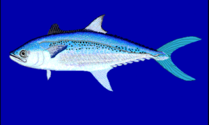 Korean seerfish - Champa (চম্পা), Maitta (মাইট্টা) - Scomberomorus koreanus - Type: Bonyfish
