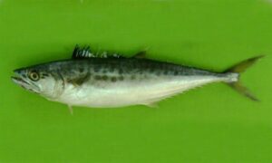 Seer fish - Not Known - Scomberomorus lineolatus - Type: Bonyfish