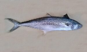 Kanadi kingfish - Not known - Scomberomorus plurilineatus - Type: Bonyfish