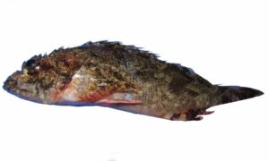 Guam scorpionfish - Katabul (কাটাবুল) - Scorpaenodes guamensis - Type: Bonyfish