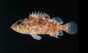 Scorpionfish - Katabul (কাটাবুল) - Scorpaenodes investigatoris - Type: Bonyfish