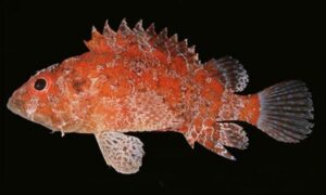 Pygmy Scorpionfish - Bamon katabul (বামন কাটাবুল) - Scorpaenodes scaber - Type: Bonyfish