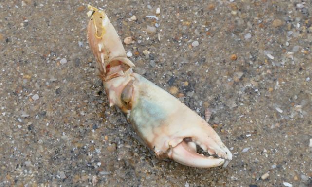 Not Known - Not Known - Scylla serrata - Type: Zooplankton