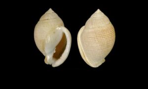 Bonnet - Hatir kan (হাতির কান) - Semicassis craticulata - Type: Sea_snails