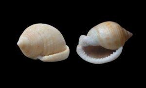 Scotch bonnet, Mediterranean bonnet - Dari Boa shamuk ( দাড়ি বোয়া শামুক) - Semicassis granulata - Type: Sea_snails