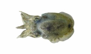 Spineless cuttlefish - Nuna (নুনা), Firki (ফিরকি), Lagra (ল্যাগ্রা), Nuna cheyai (নুনা চেয়াই) - Sepiella inermis - Type: Cuttlefish