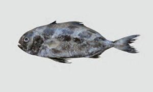 Black Banded Trevally - Kalodora Mouri (কালোডোরা মৌরি), Kalodora (কালো ডোরা), Balish mach (বালিশ মাছ) - Seriolina nigrofasciata - Type: Bonyfish