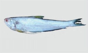 Scaly hairfin anchovy - Kata fesha (কাঁটা ফেসা), Ram faisya (রাম ফাইশ্যা), Teli phasa (তেলি ফাসা) - Setipinna taty - Type: Bonyfish