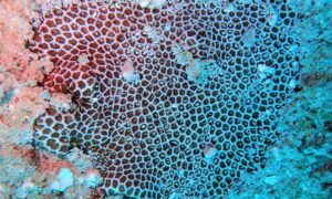 African pillow coral - Not Known. - Siderastrea savignyana - Type: Hardcorals