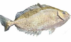 Not Known - Not Known - Siganus fuscescens - Type: Bonyfish