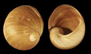 Concave baby's car - Pat shamuk (প্যাট শামুক) - Sinum concavum - Type: Sea_snails