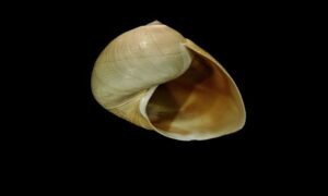 Boat ear moon - Pat shamuk (প্যাট শামুক) - Sinum cymba - Type: Sea_snails