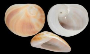 Brown baby ear, spotted ear moon - Pat shamuk (প্যাট শামুক) - Sinum maculatum - Type: Sea_snails