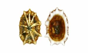 Javanese false limpet - - Siphonaria javanica - Type: Sea_snails