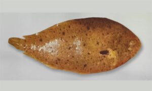 Elongate sole - Golapi Kukur Jeeb (গোলাপি কুকুর জিব), Danchoukka serboth (ডানচৌক্কা সেরবত), Majhari dan chokh pata mach (মাঝারি ডান চোখ পাতা মাছ) - Solea elongata - Type: Bonyfish