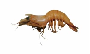 Coastal Mud shrimp - Ghora chingri (ঘোড়া চিংড়ি) - Solenocera crassicornis - Type: Shrimp