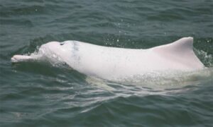 Indo-Pacific Humpback Dolphin - Golapi dolphin (গোলাপি ডলফিন) - Sousa chinensis - Type: Dolphins