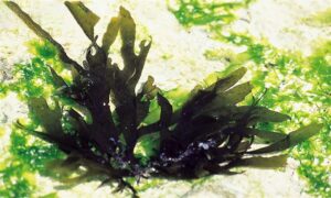 Not Known - Not Known - Spatoglossum asperum - Type: Seaweeds