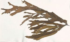 Not Known - Not Known - Spatoglossum latum - Type: Seaweeds