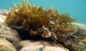 Not Known - Not Known - Spatoglossum macrodontum - Type: Seaweeds