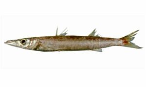 Great barracuda - Boro dharkuta (বড় দারকুটা), Darkuta (দারকুটা) - Sphyraena barracuda - Type: Bonyfish