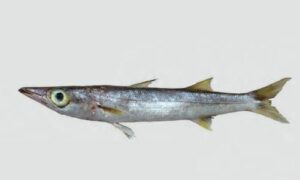 Yellowstripe Barracuda - হলদে ডোরা দারকুটা (Holde dora darkuta), Darkuta (দারকুটা) - Sphyraena chrysotaenia - Type: Bonyfish