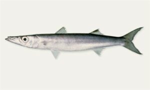 Big Eye Barracuda - Darkuta (দারকুটা) - Sphyraena forsteri - Type: Bonyfish