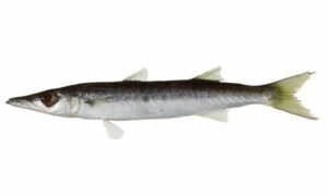 Obtuse barracuda, Yellowtail barracuda, Striped barracuda - Choto darkuta (ছোট দারকুটা), Darkuta (দারকুটা), Choto dheki mach (ছোট ঢেঁকি মাছ) - Sphyraena obtusata - Type: Bonyfish
