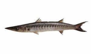 Sawtooth barracuda - Korat dati dharkuta ( করাত দাঁতি দারকুটা ), Dheki mach (ঢেঁকি মাছ) - Sphyraena putnamae - Type: Bonyfish