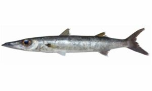 Blackfin barracuda - Dharkuta (দারকুটা ) - Sphyraena qenie - Type: Bonyfish