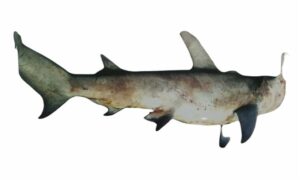 Scalloped hammerhead, Kidney Headed Shark, Bronze Hammerhead - Kaunna Hangor (কাউন্না হাঙ্গর), Haturi hangor (হাতুড়ি হাঙ্গর), Gol Kaunna (গোল কাউন্না), Juliamagar (জুলিয়া মাগার) - Sphyrna lewini - Type: Shark
