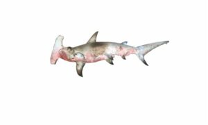 Great hammerhead - Hature hangor (হাতুড়ে হাঙ্গর) - Sphyrna mokarran - Type: Shark