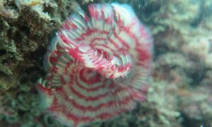Christmas tree worms - Not Known - Spirobranchus sp. - Type: Tubeworms