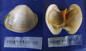 Butlers thorny oyster - Kata Jhinuk (কাটা ঝিনুক) - Spondylus butleri - Type: Bivalve