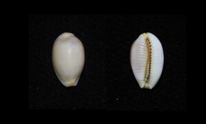 Grape cowrie, Pustulose Cowrie, Groove-backed Cowrie. - Guti koyre (গুটি কড়ি) - Staphylaea staphylaea - Type: Sea_snails