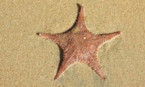 Sea star Star fish - Taramachh (তারা মাছ) - Stellaster childreni - Type: Sea_star