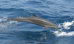 Pantropical Spotted Dolphin - Chitra dolphin (চিত্রা ডলফিন) - Stenella attenuata - Type: Dolphins