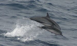 Striped Dolphin - Not Known - Stenella coeruleoalba - Type: Dolphins
