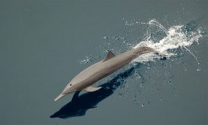 Spinner Dolphin - Ghurni dolphin (ঘূর্ণি ডলফিন) - Stenella longirostris - Type: Dolphins
