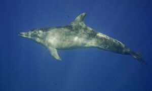 Rough toothed dolphins - Not Known - Steno bredanensis - Type: Dolphins